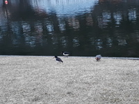 Tjeld (Haematopus ostralegus)