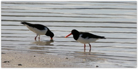 Tjeld (Haematopus ostralegus)