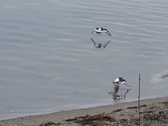 Tjeld (Haematopus ostralegus)