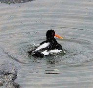 Tjeld (Haematopus ostralegus)