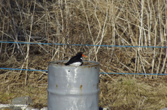 Tjeld (Haematopus ostralegus)