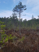 Skogfuru (Pinus sylvestris subsp. sylvestris)