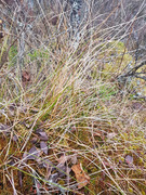 Torvmyrull (Eriophorum vaginatum)