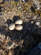 Tjeld (Haematopus ostralegus)