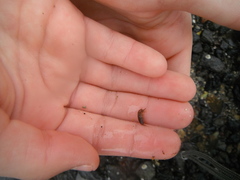 Tanglopper (Amphipoda)