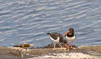 Tjeld (Haematopus ostralegus)