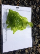 Havsalat (Ulva lactuca)