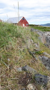 Tjeld (Haematopus ostralegus)