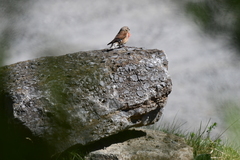 Tornirisk (Carduelis cannabina)