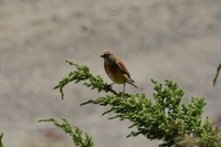 Tornirisk (Carduelis cannabina)