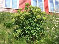 Kvann (Angelica archangelica)