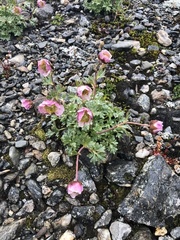 Issoleie (Ranunculus glacialis)