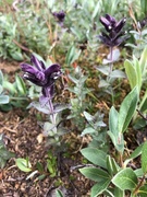 Svarttopp (Bartsia alpina)