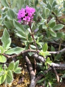 Fjelltjæreblom (Viscaria alpina)