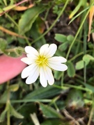 Fjellarve (Cerastium alpinum)