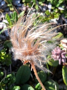 Reinrose (Dryas octopetala)