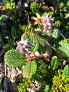 Rynkevier (Salix reticulata)