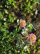 Issoleie (Ranunculus glacialis)