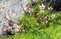 Stjernesildre (Saxifraga stellaris)