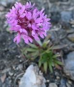 Fjelltjæreblom (Viscaria alpina)