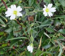 Fjellarve (Cerastium alpinum)