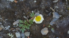 Issoleie (Ranunculus glacialis)