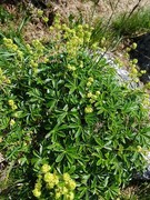 Fjellmarikåpe (Alchemilla alpina)