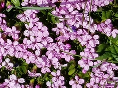 Fjellsmelle (Silene acaulis)