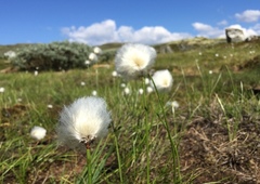 Snømyrull (Eriophorum scheuchzeri)