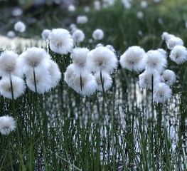 Myrull (Eriophorum sp.) Myrull (Eriophorum sp.)