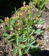 Trefingerurt (Sibbaldia procumbens)