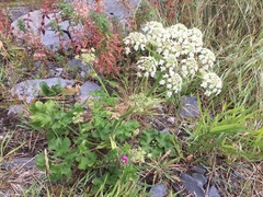 Bjørnekjeks (Heracleum sphondylium)