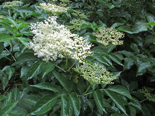 Svarthyll (Sambucus nigra) Svarthyll (Sambucus nigra)