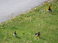 Tjeld (Haematopus ostralegus)