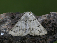 Røsslyngmåler (Dyscia fagaria)