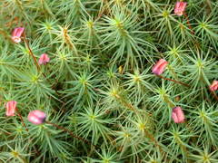 Bjørnemoser (Polytrichum)