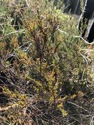 Røsslyng (Calluna vulgaris)