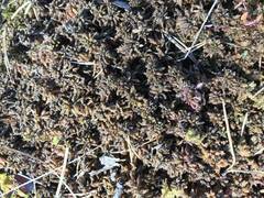 Kjøtt-torvmose (Sphagnum magellanicum)