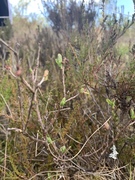 Blokkebær (Vaccinium uliginosum)