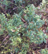 Blåbær (Vaccinium myrtillus)