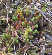 Bjørnemoser (Polytrichum)