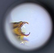 Stor vannkalv (Dytiscus marginalis)