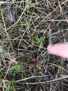 Rundsoldogg (Drosera rotundifolia)