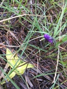 Tettegrasslekta (Pinguicula)