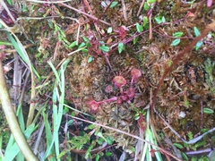 Smalsoldogg (Drosera anglica)