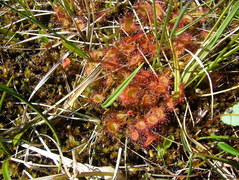 Rundsoldogg (Drosera rotundifolia)