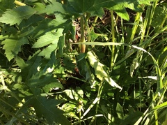 Tromsøpalme (Heracleum persicum)