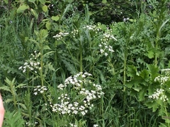 Tromsøpalme (Heracleum persicum)