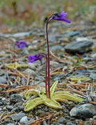 Tettegrasslekta (Pinguicula)