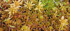 Moser (Bryophytes)